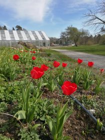 Skillebyholm i Järna